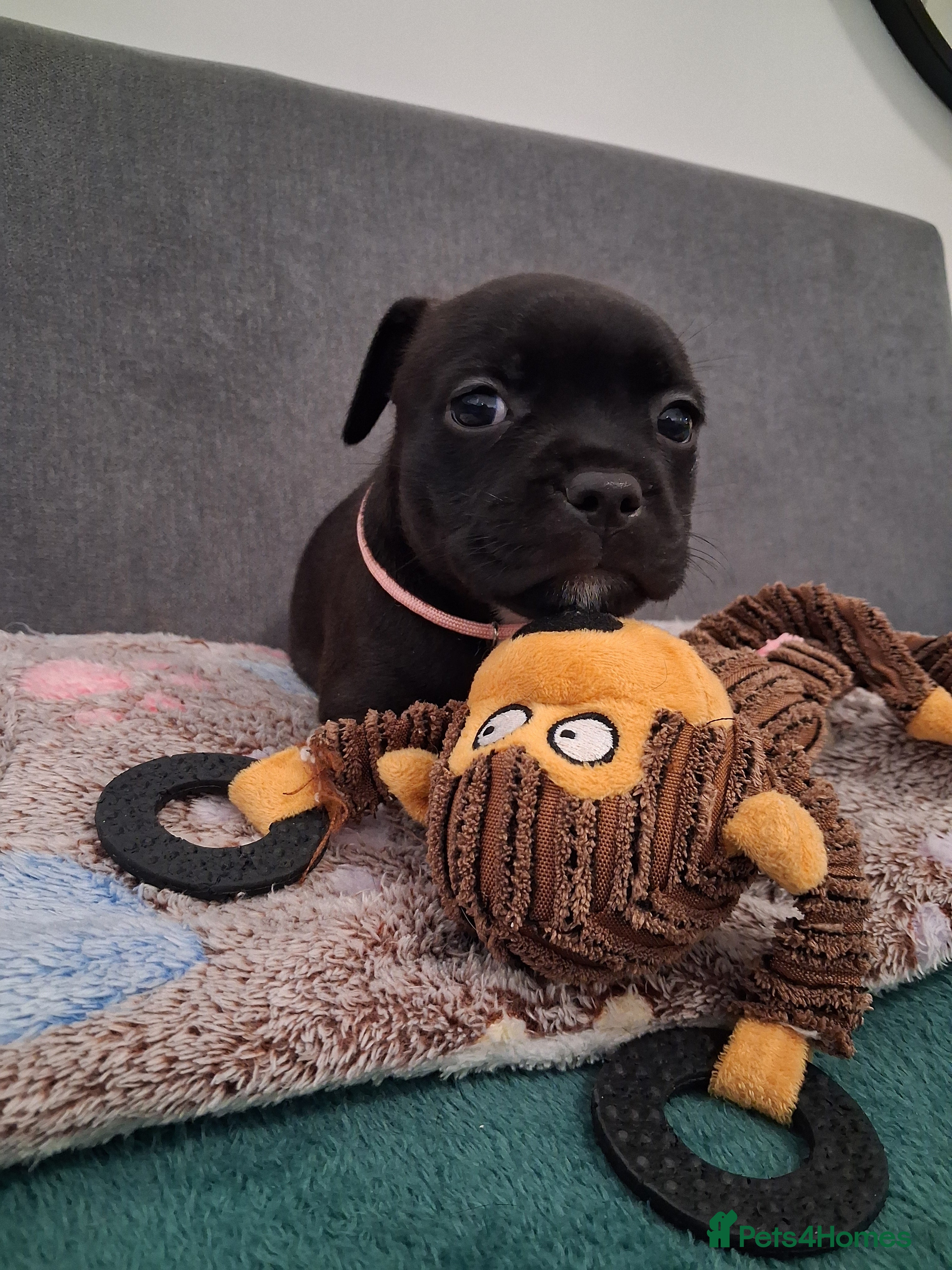 Staffordshire Bull Terrier dogs Show quality Staffordshire Bull Terrier - Advert 7