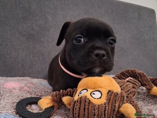 Staffordshire Bull Terrier dogs Show quality Staffordshire Bull Terrier - Advert 2