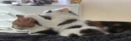 Mixed Breed cats for sale: Gorgeous black and white kittens  - Advert 6