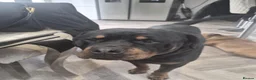 Rottweiler dogs for stud: Capone in Birmingham - Advert 2