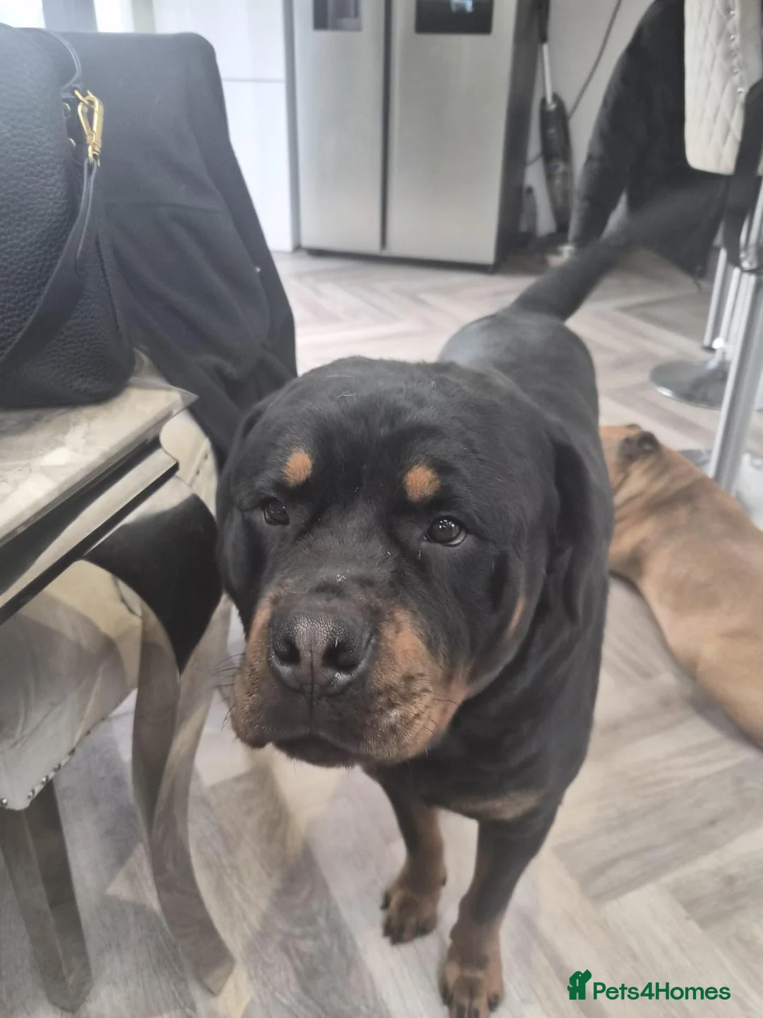 Rottweiler dogs for stud: Capone in Birmingham - Advert 2