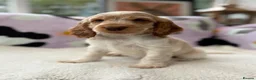 Cocker Spaniel dogs for sale: KC Reg Show Cocker Spaniel Girl READY NOW - Advert 4