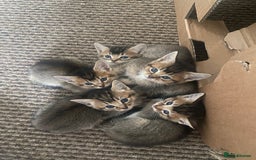 Somali cats for sale: Somali cross kittens available - Image 3