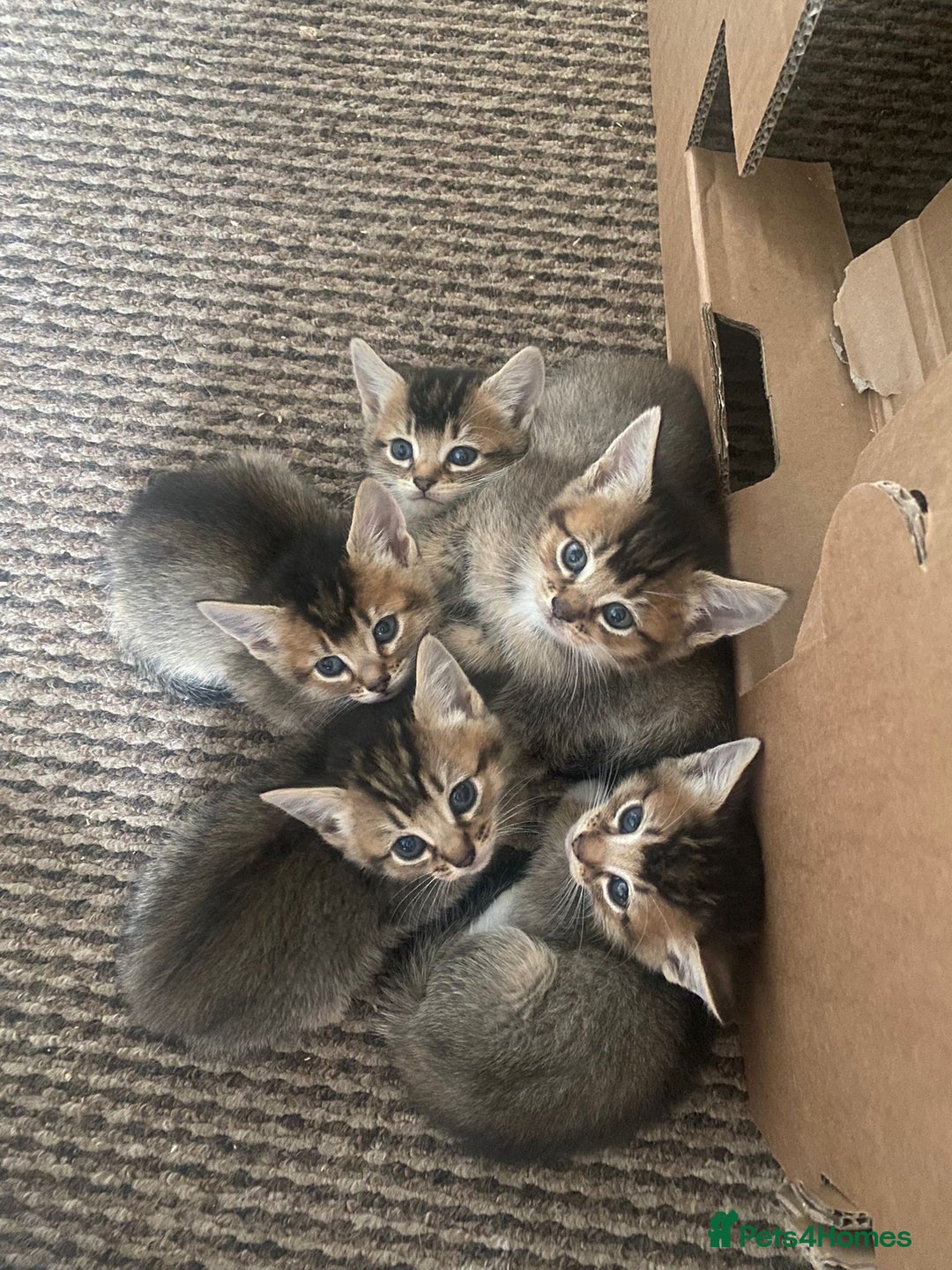 Somali cats for sale: Somali cross kittens available - Image 3