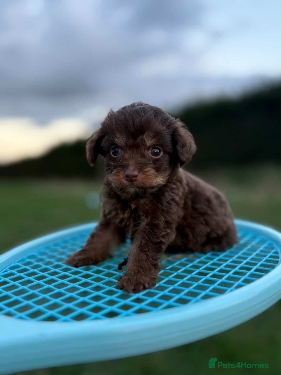 Cockapoo dogs Cockpoo - Advert 14