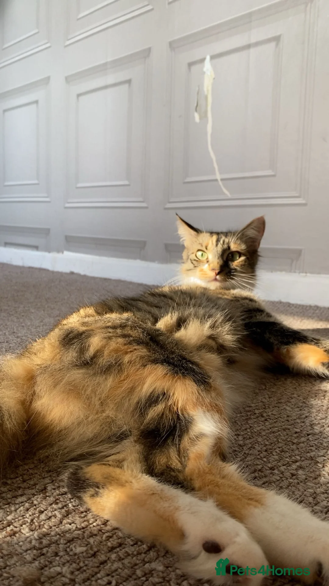 Mixed Breed cats for sale: Three kittens available  - Advert 4
