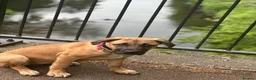 Mixed Breed dogs for sale: Athena Mali x cane corso  - Advert 6
