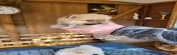 Pomeranian dogs for sale: Pomeranian Puppies in Hayes - Advert 11