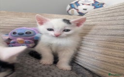 Mixed Breed cats for sale: Kittens available for sale with heterochromia - Image 6