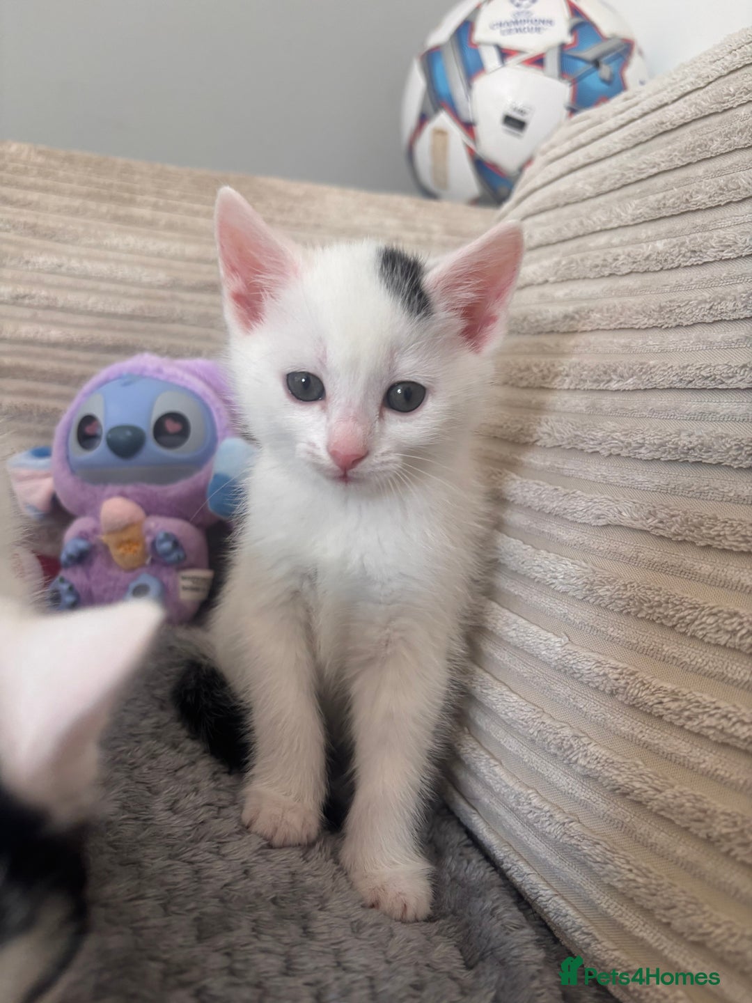 Mixed Breed cats for sale: Kittens available for sale with heterochromia - Image 6