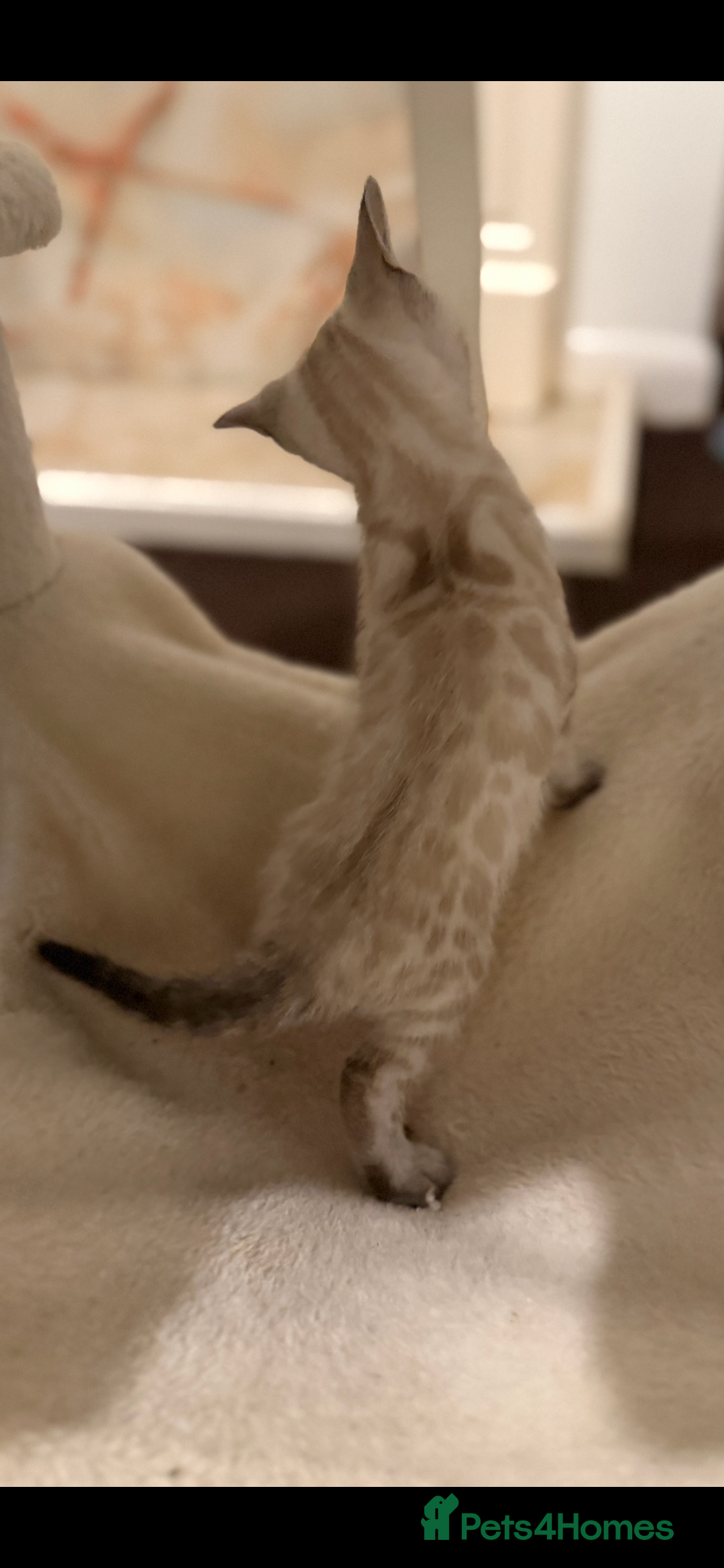 Bengal cats for sale: 🩶 BENGAL 🔥 KITTENS 🤍 TICA REGISTERED  - Advert 28