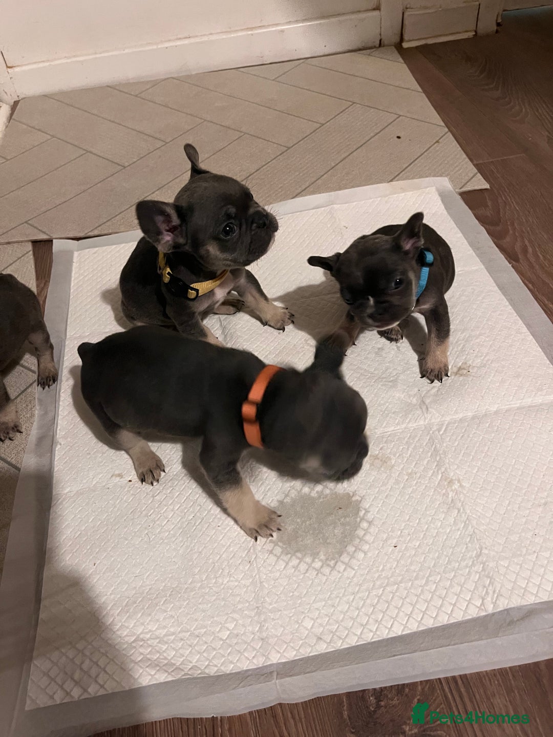 French Bulldog dogs for sale: Cutest frenchie pups  - Advert 28