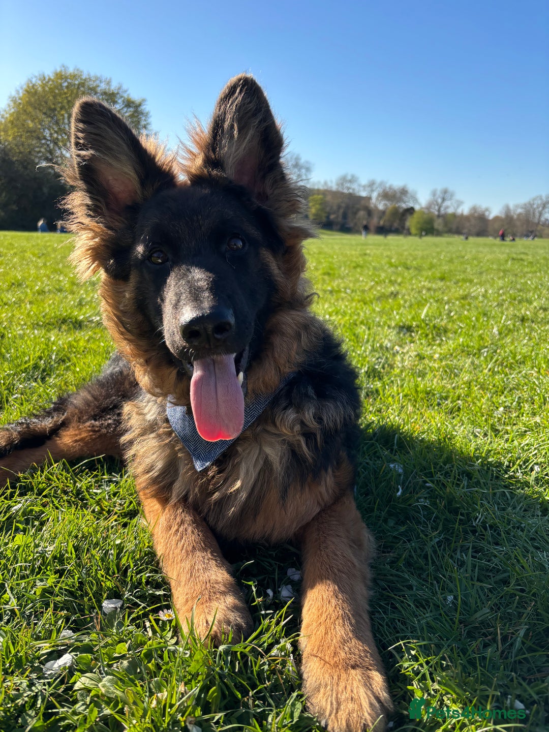 German Shepherd dogs for sale: ASAP Rehoming Male One-Year old German Shepherd - Advert 15
