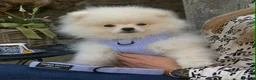 Pomeranian dogs for sale: Top Quality Chunky Teddy Bear Type Pomeranian Boys - Advert 6