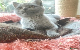 British Shorthair cats for sale: Pure breed British shorthair blue &  golden kitten - Image 18