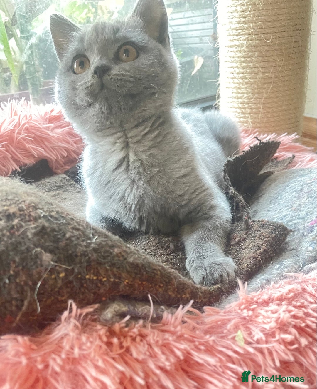 British Shorthair cats for sale: Pure breed British shorthair blue &  golden kitten - Image 18