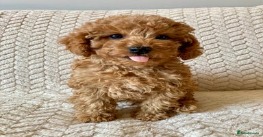 Cockapoo dogs - Advert 7