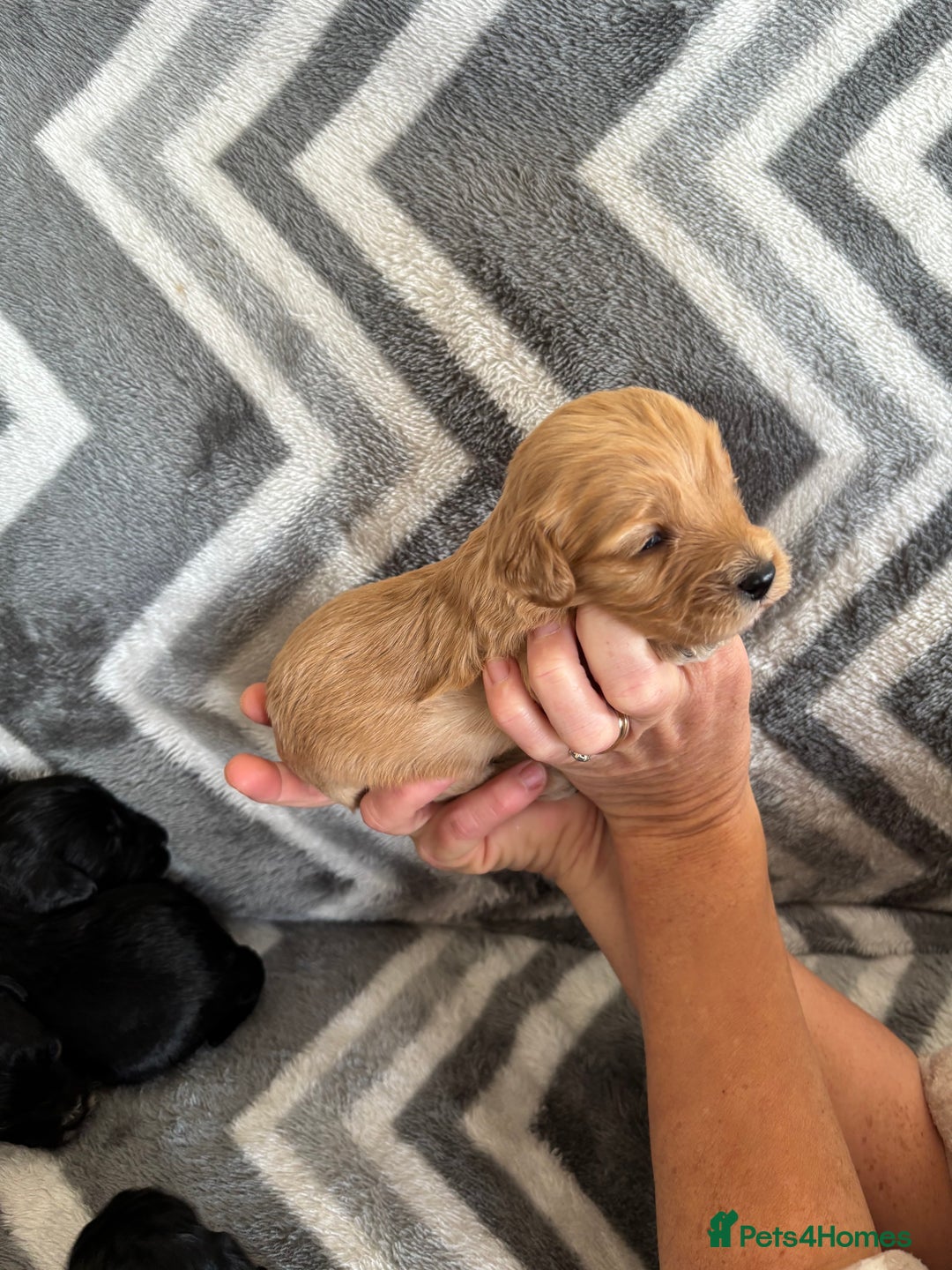 Cockapoo dogs for sale: Cockapoo puppys - Image 3