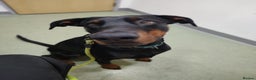 Dobermann dogs for sale: 4 year old Male Doberman looking for forever home - Advert 30