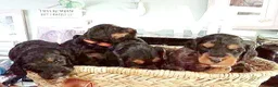 Cockapoo dogs for sale: 4 Stunning F1 Cockapoos 3 boys 1 girl - Advert 6