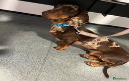 Miniature Dachshund dogs for stud: KC miniature chocolate dapple stud Proven in Wolverhampton - Image 6