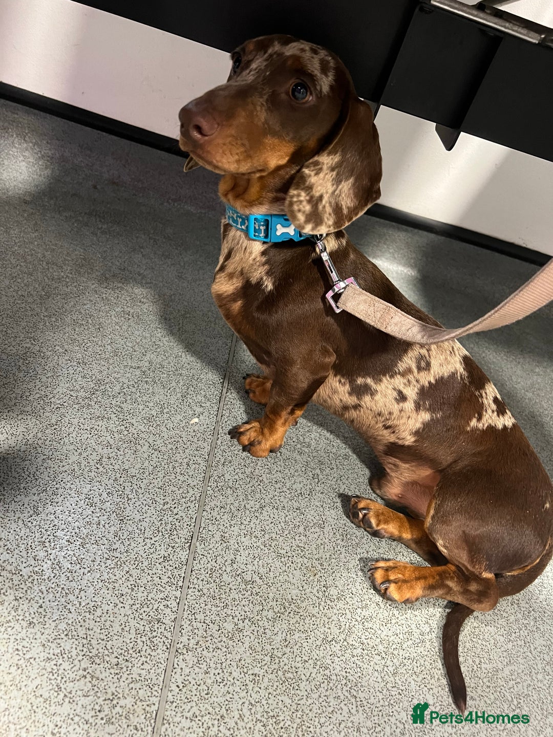 Miniature Dachshund dogs for stud: KC miniature chocolate dapple stud Proven in Wolverhampton - Image 6