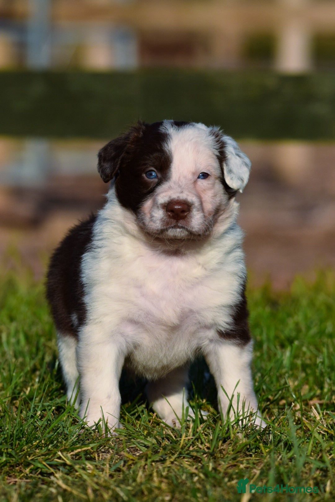 Sprollie dogs for sale: 7 Sprollie X Border Collie pups - Image 4