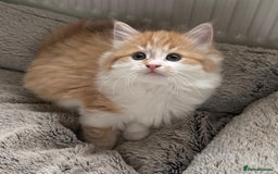Mixed Breed cats for sale: SUPER FLUFFY KITTENS READY NOW - Advert 6