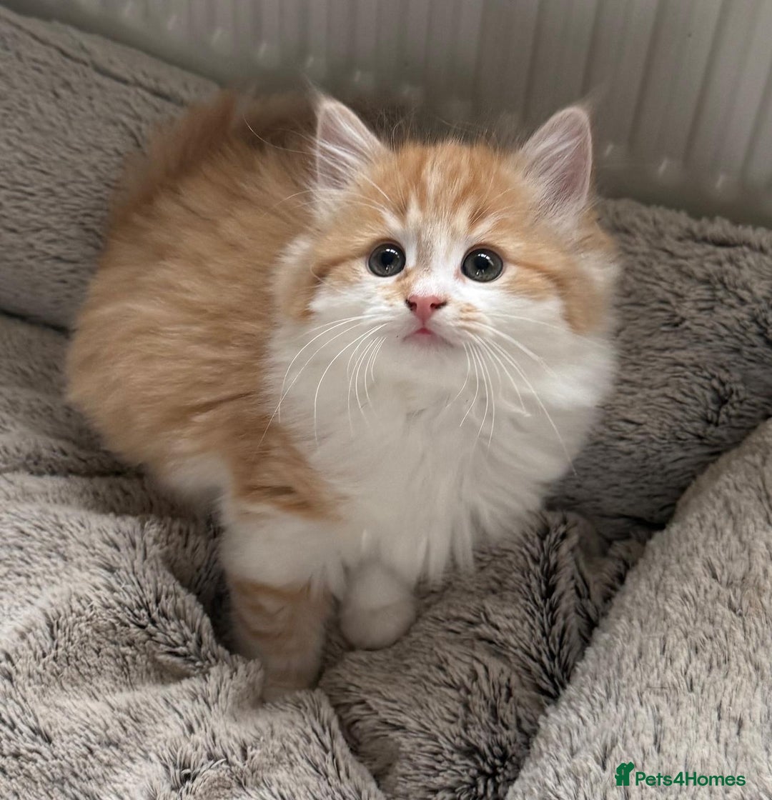 Mixed Breed cats for sale: SUPER FLUFFY KITTENS READY NOW - Advert 6