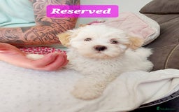 Mixed Breed dogs for sale: 3 beautiful male morkie puppies for sale - Image 3