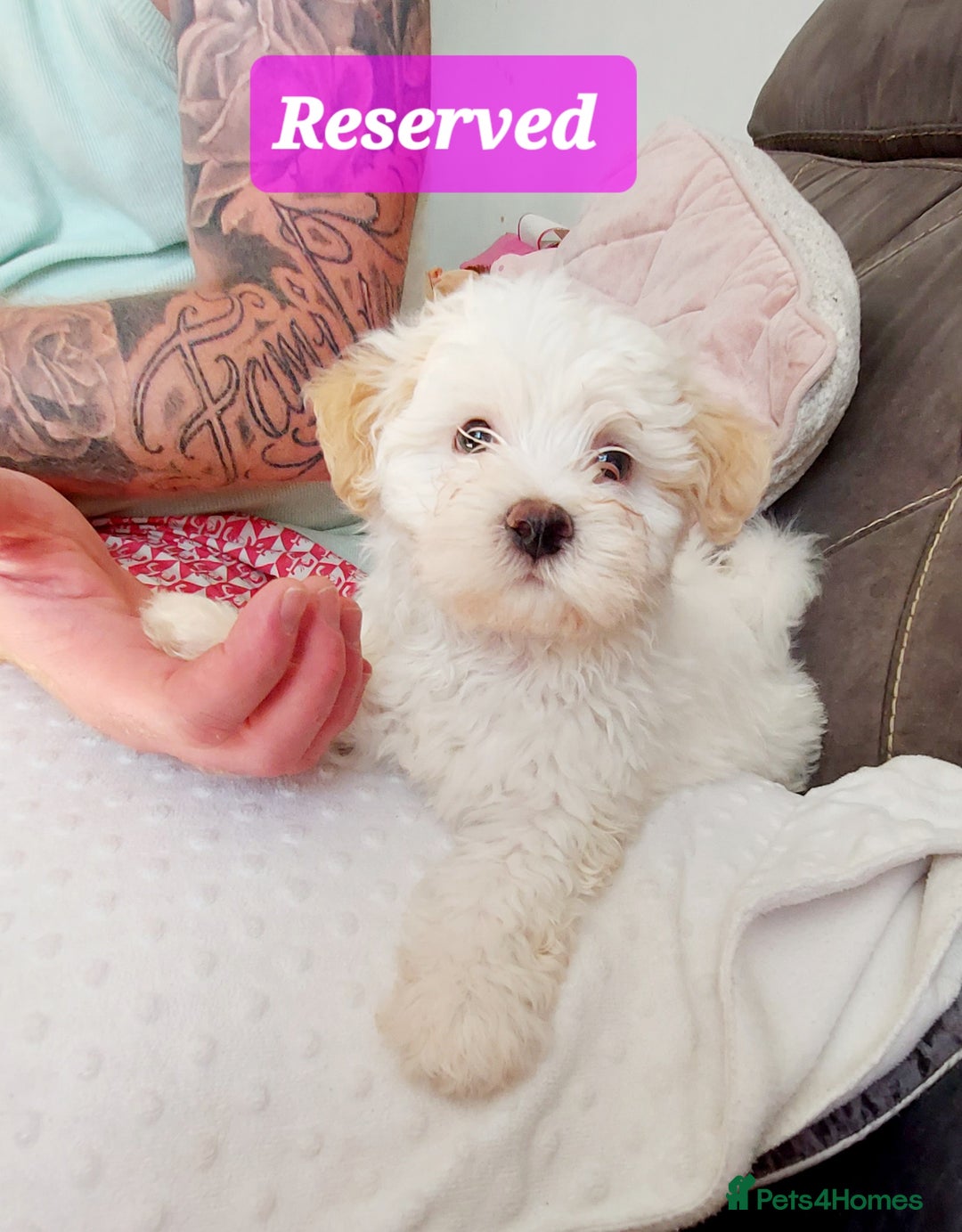 Mixed Breed dogs for sale: 3 beautiful male morkie puppies for sale - Image 3