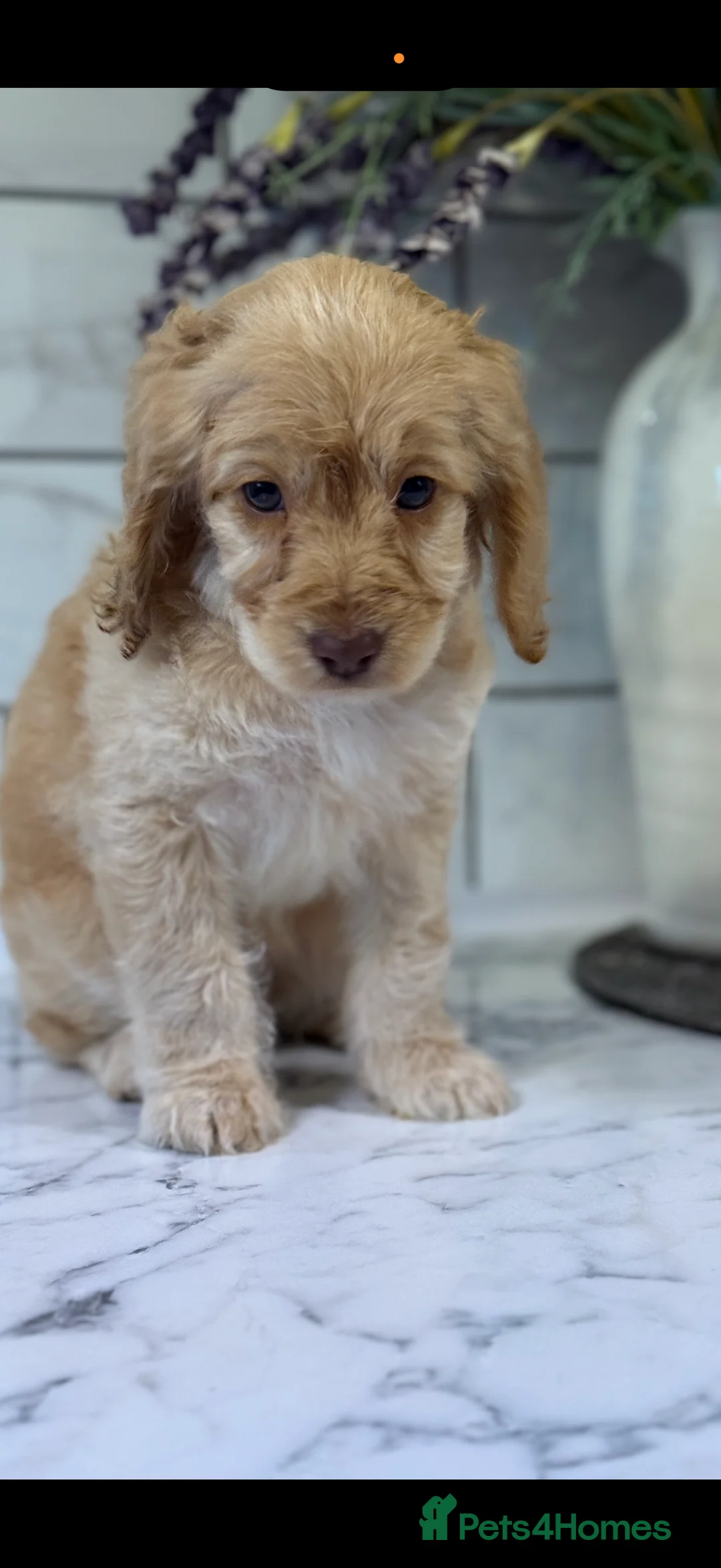 Cavapoo dogs for sale: 🎀 FULLY HEALTH TESTED READY NOW 🎀 - Advert 20