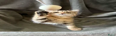 Persian 1