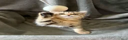 Persian cats for sale: Ready now, persian and cross  - Advert 6