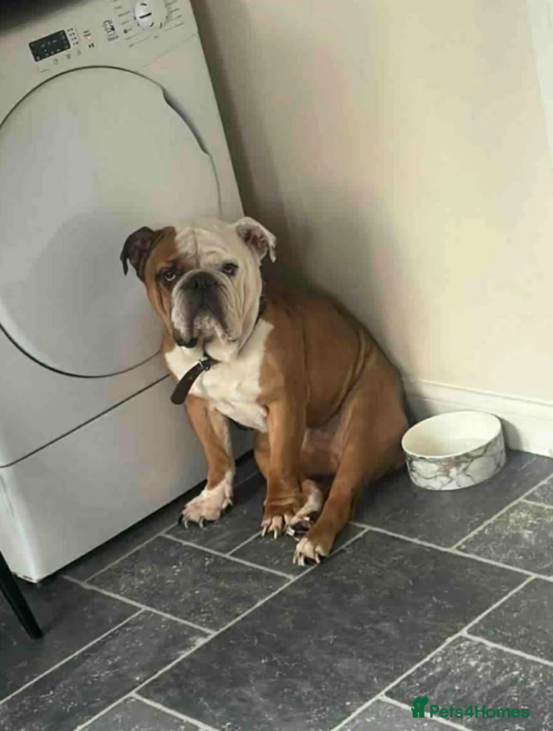 English Bulldog dogs for sale: 🐾 Loving Bulldogs Needing a Forever Home 🐾 - Advert 8