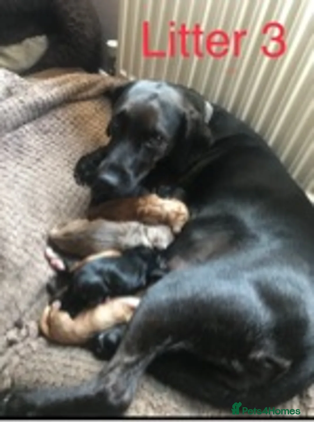 Cocker Spaniel dogs for stud: Cocker Spaniel Chocolate Sable for stud in Bedford - Advert 10