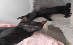 Mixed Breed cats for sale: 3 male microchipped kittens left  - Image 2