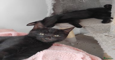Mixed Breed cats - Advert 6