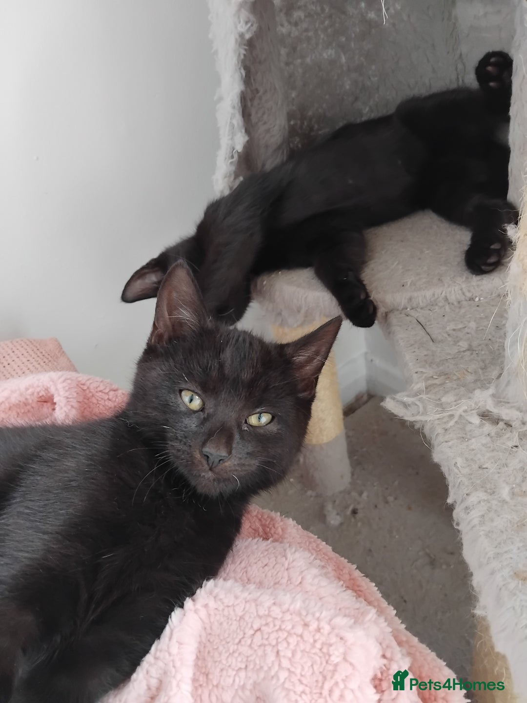 Mixed Breed cats for sale: 3 male microchipped kittens left  - Image 2