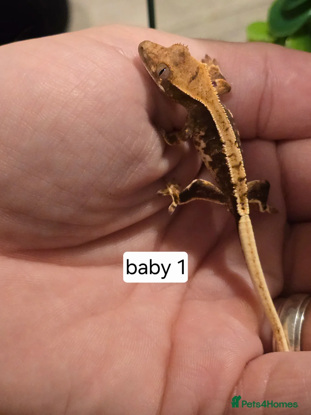 Gecko reptiles for sale: Baby crested geckos  - Advert 6