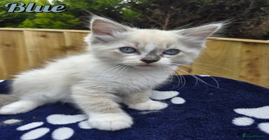Ragdoll cats - Advert 12
