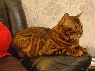 Bengal cats Clouded Bengal active male 4 years old. - Advert 1