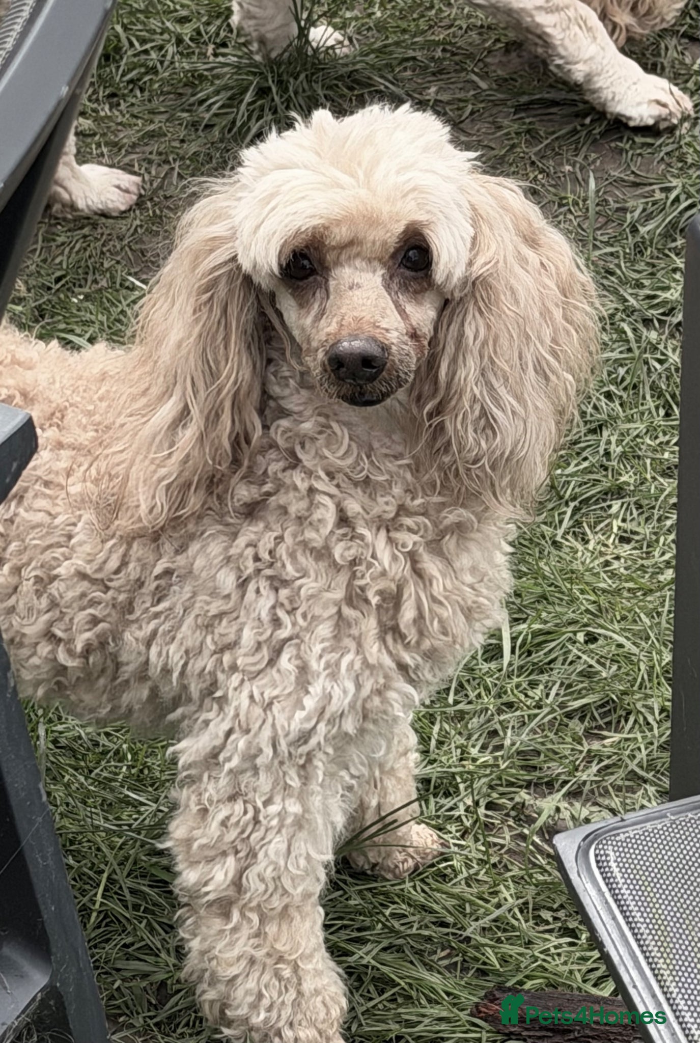 Miniature Poodle dogs 🐾 AKSHIE – Female Poodle - Advert 2