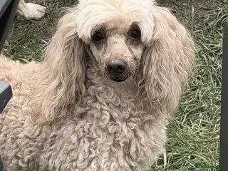 Miniature Poodle dogs 🐾 AKSHIE – Female Poodle - Advert 2