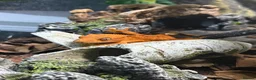 Gecko reptiles for sale: *Young Crested Gecko and Setup*  in St. Neots - Advert 5