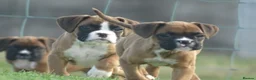 Boxer dogs for sale: Beautiful boxer puppies  - Advert 6