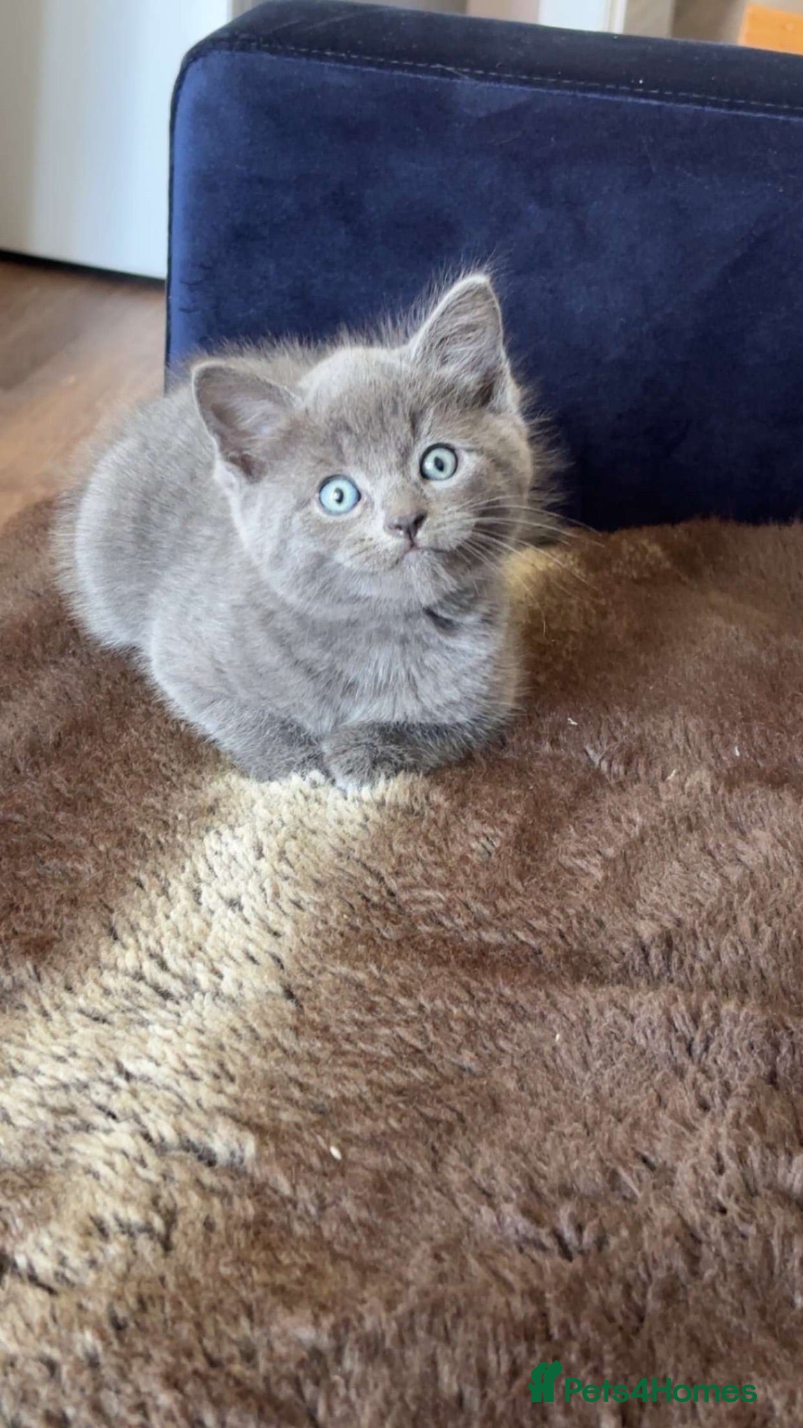 British Shorthair cats Grey British short hair  - Advert 2