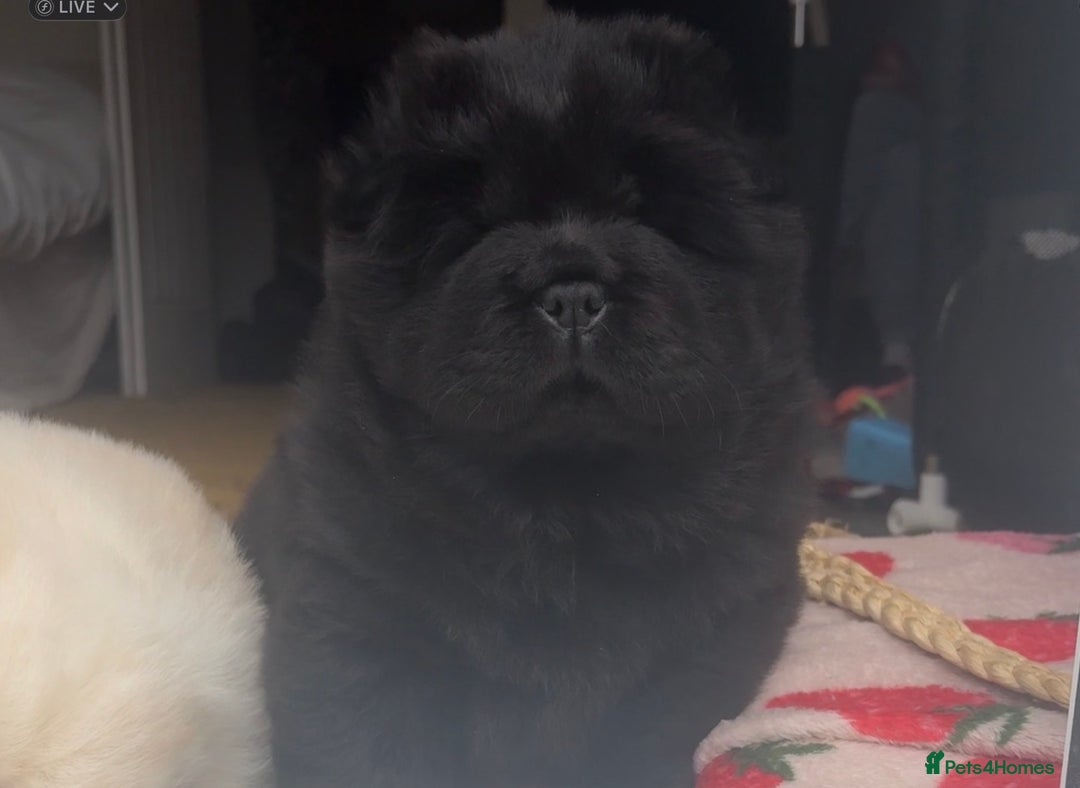 Chow Chow dogs for sale: Four Luxury Female ChowChows🐾 - Advert 15