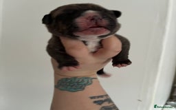 Mixed Breed dogs for sale: Puppies for sale - Image 6
