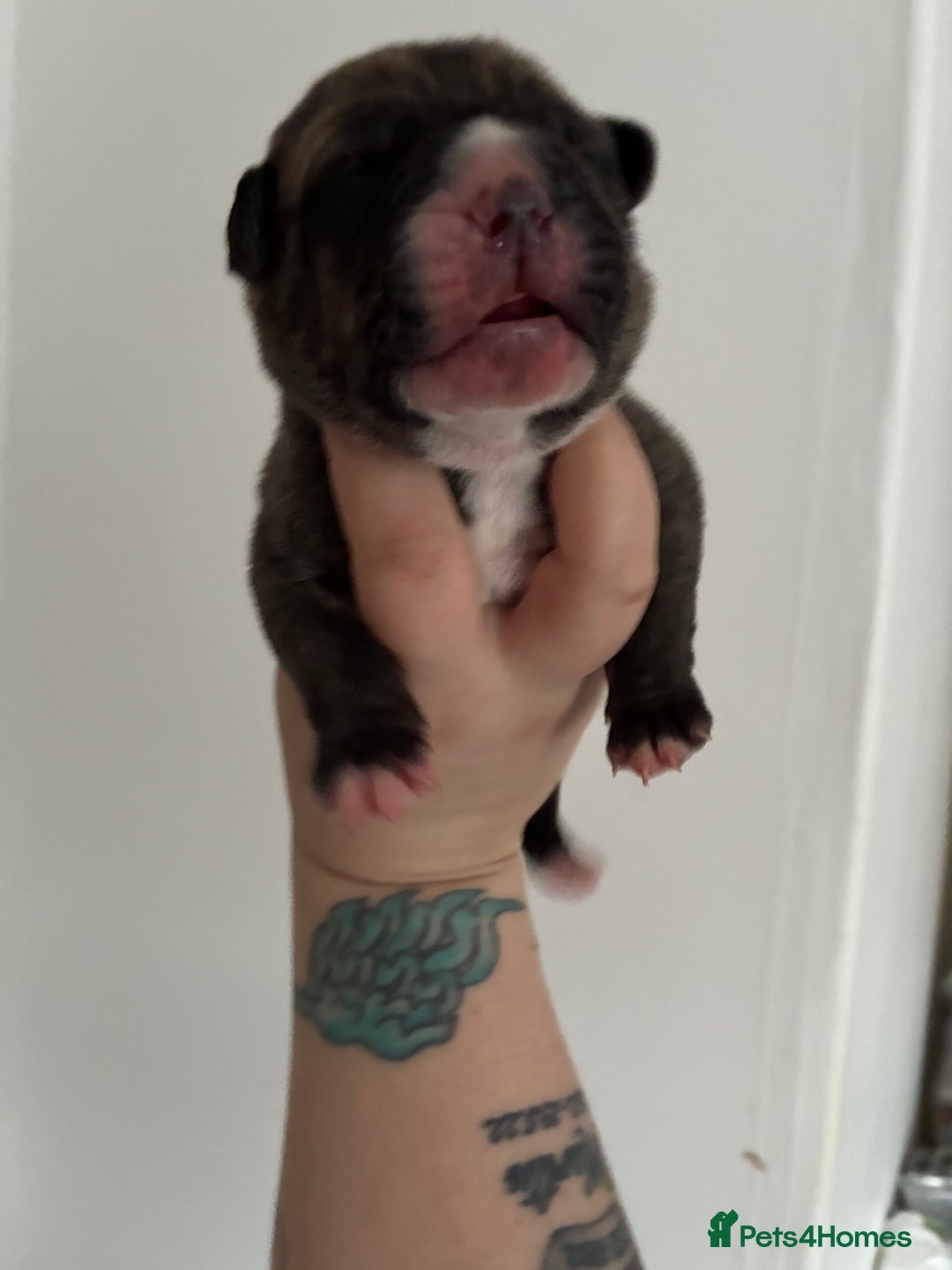 Mixed Breed dogs for sale: Puppies for sale - Image 6